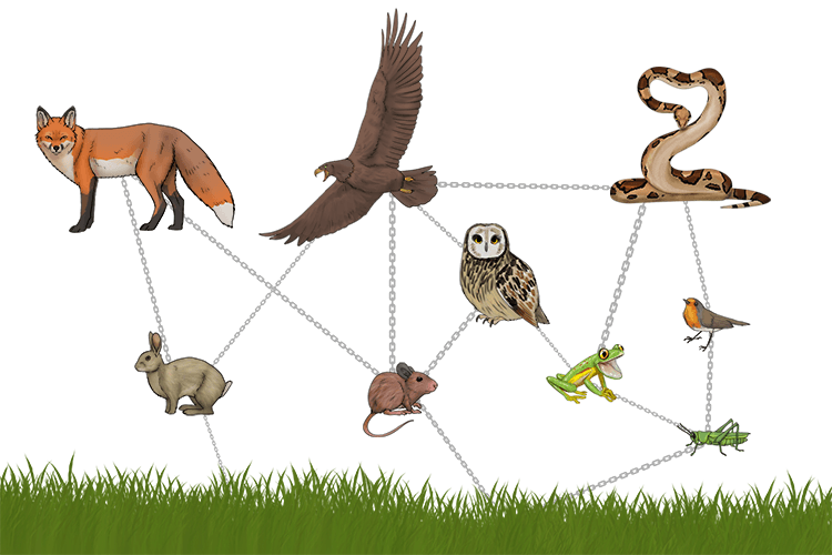 The food chains formed a web (food web).